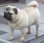 Slika 1