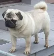 Slika 2