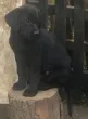 Slika 5