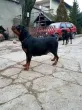 Slika 1