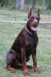 Slika 4