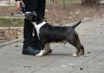 Slika 5