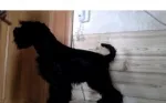 Slika 1