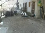 Slika 5