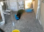 Slika 6