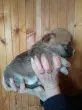 Slika 1