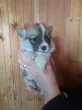 Slika 3