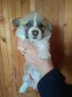 Slika 5