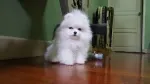 Slika 1