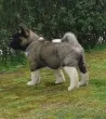 Slika 4