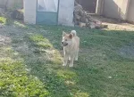 Slika 4