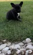 Slika 1