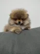 Slika 1