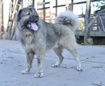 Slika 5