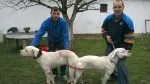 Slika 5