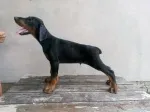 Slika 1