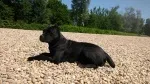 Slika 5