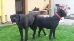 Slika 6