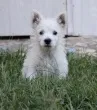 Slika 1