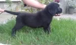 Slika 1