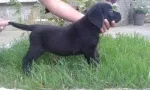 Slika 2