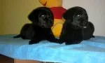Slika 5