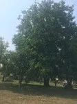 Slika 1