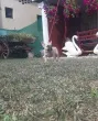 Slika 5