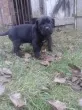 Slika 1