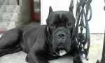Slika 5