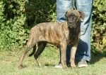 Slika 1