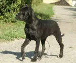 Slika 2