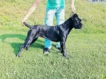 Slika 5
