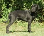 Slika 3
