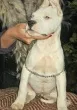 Slika 1