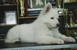 Slika 1