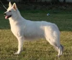 Slika 4