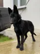 Slika 1
