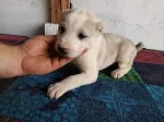 Slika 4