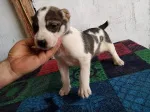 Slika 5