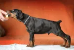 Slika 1