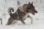 Slika 1