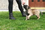 Slika 2
