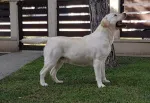 Slika 1