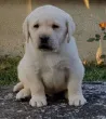 Slika 4