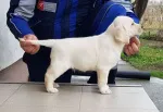 Slika 5