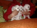 Slika 3