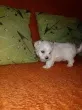 Slika 4