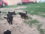Slika 1