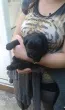 Slika 1